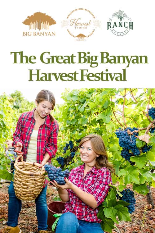 The Great Big Banyan Harvest Festival At Ranch thumb 2