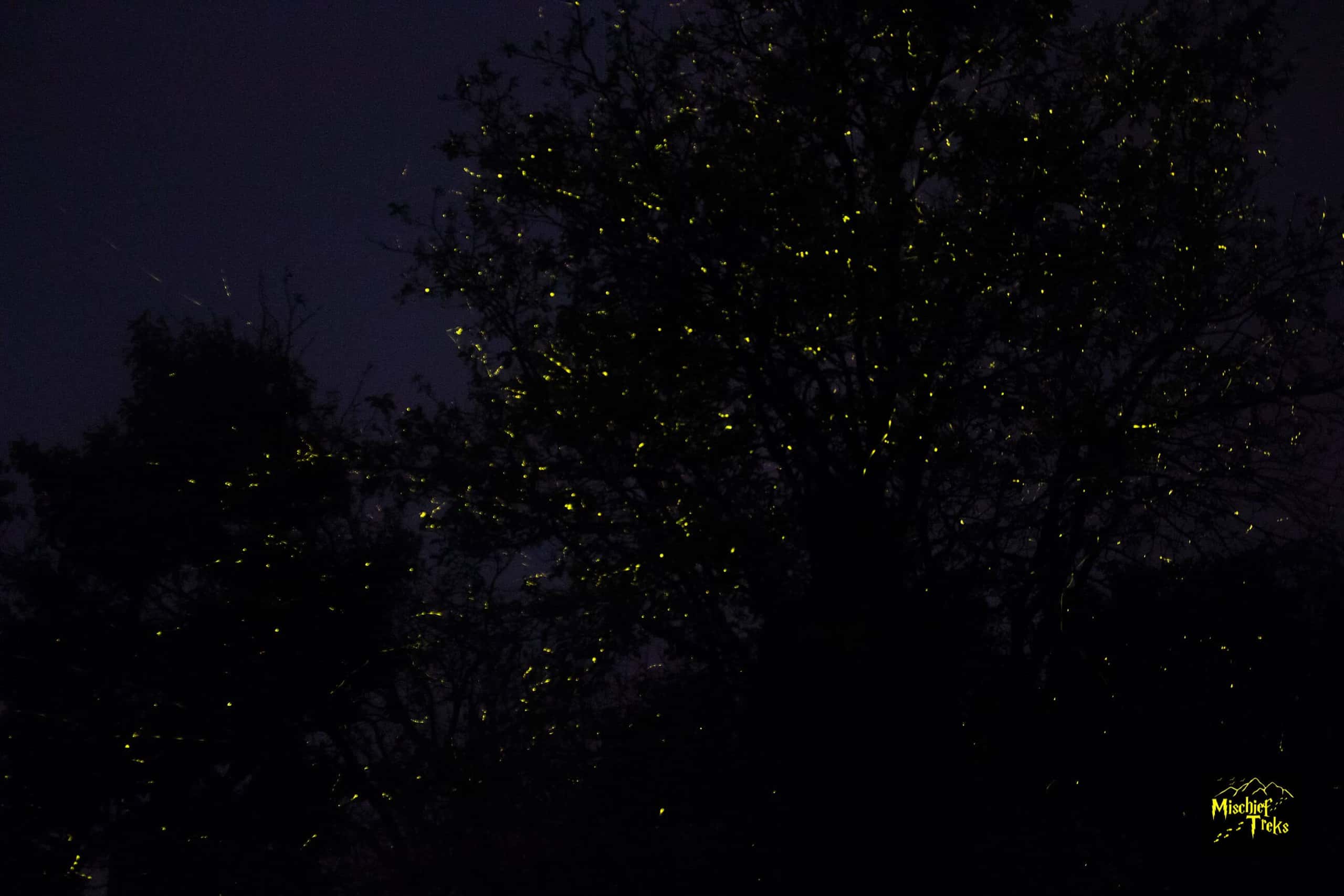 Rajmachi- A Fireflies Special Event | Mischief Treks thumb 3