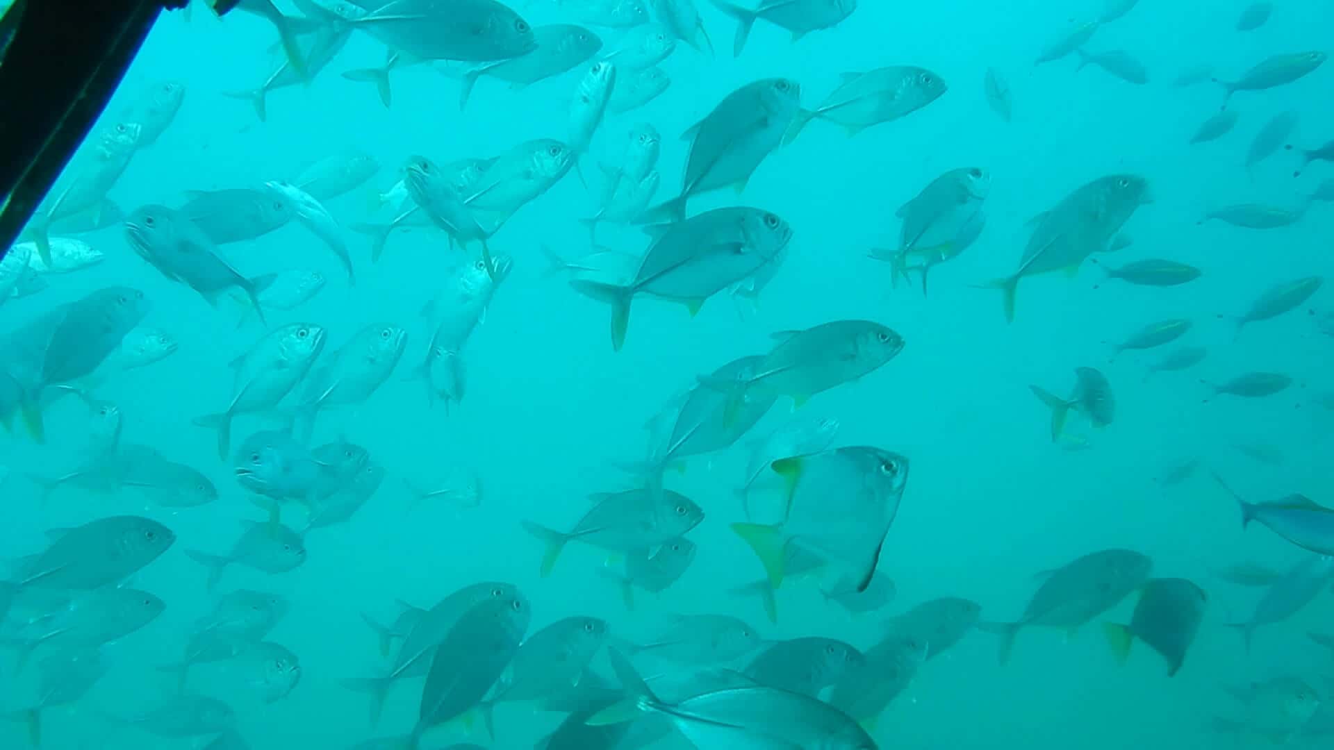 Samudra Adventures & Eco Beach Resort thumb 4