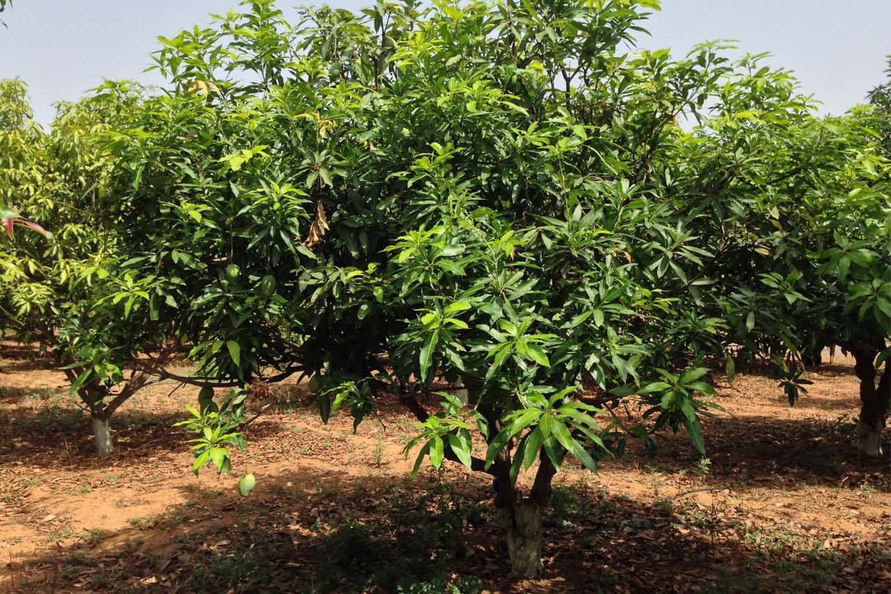 Mango Foris Trekking and Camping - Ramanagara, Bangalore thumb 4