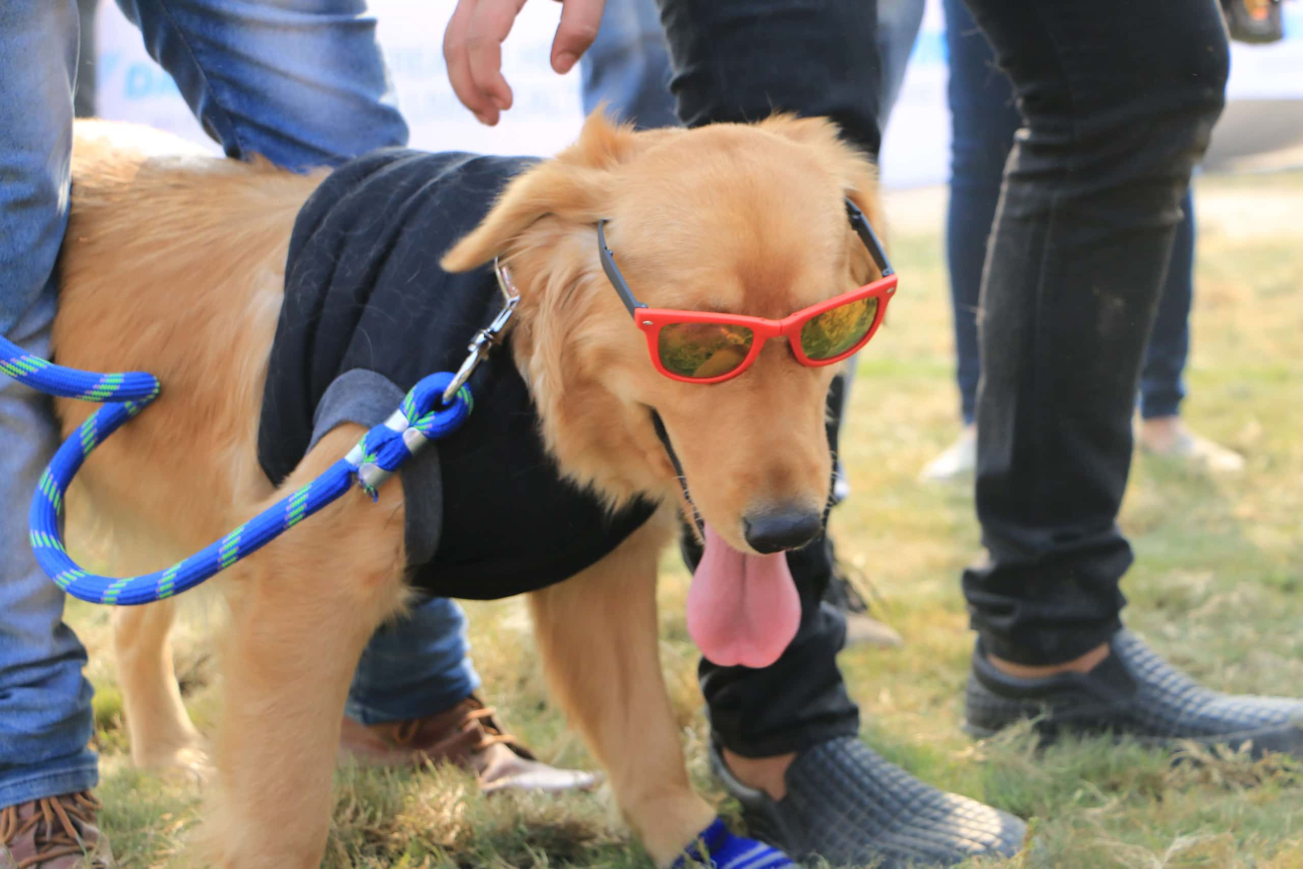 Pet Fed Bengaluru 2018 thumb 4