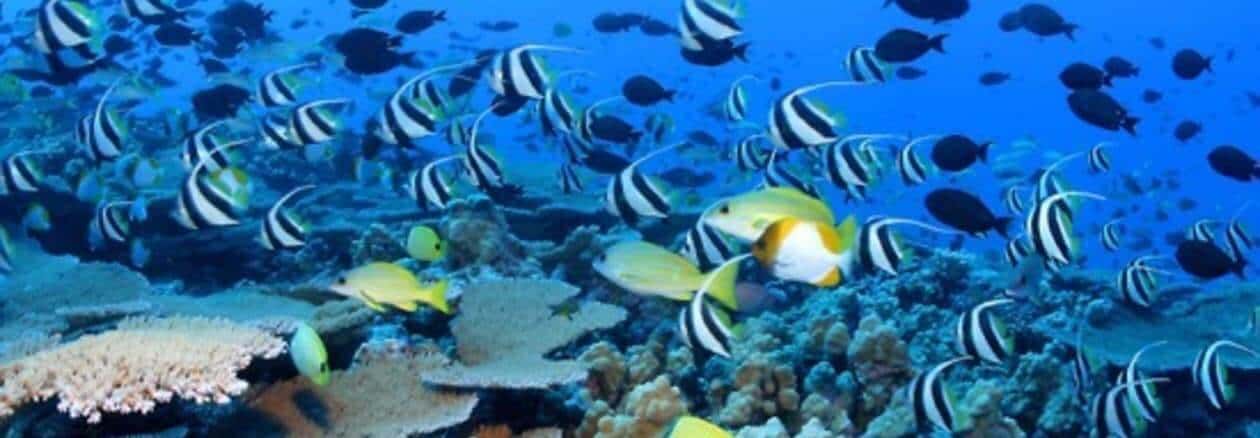 Coral Safari In Andaman thumb 4