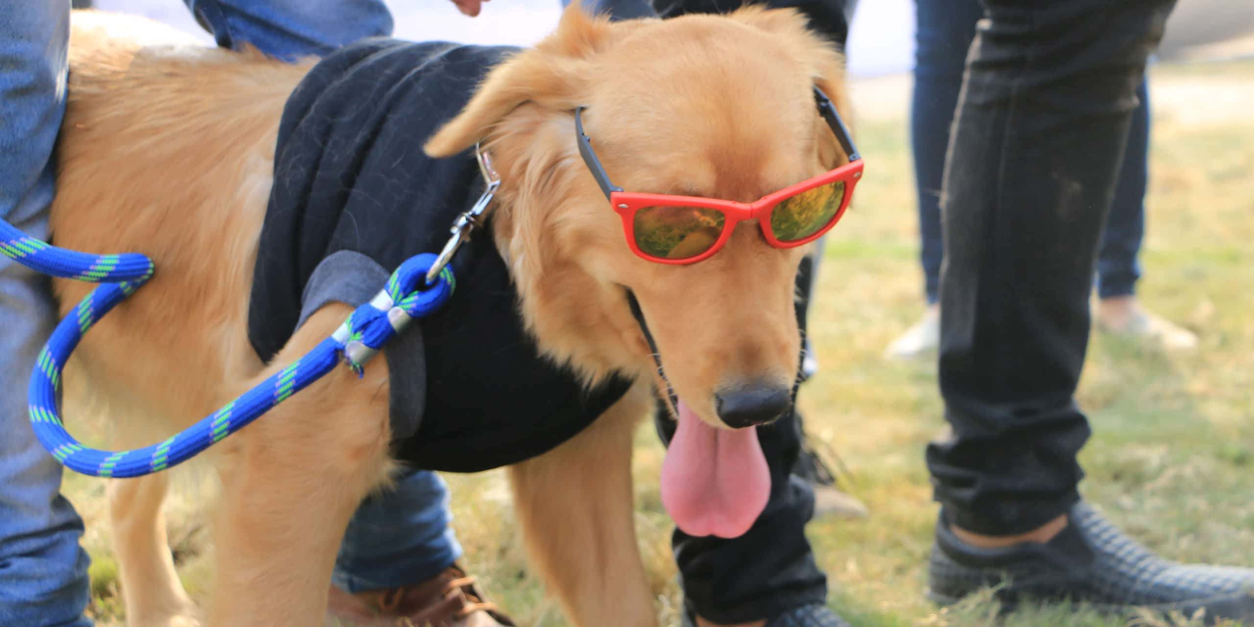 Pet Fed Delhi 2018 thumb 4
