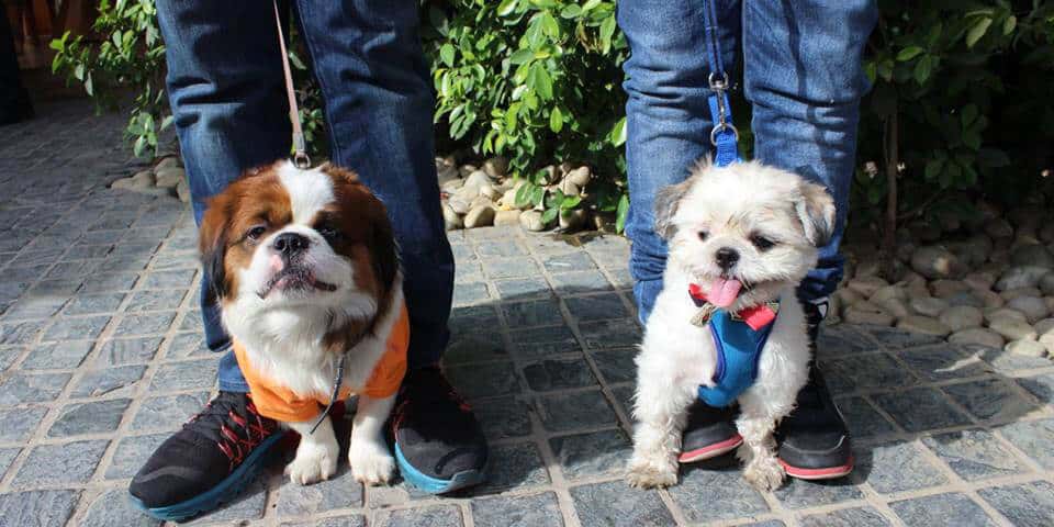 Pet Fed Delhi 2018 thumb 2