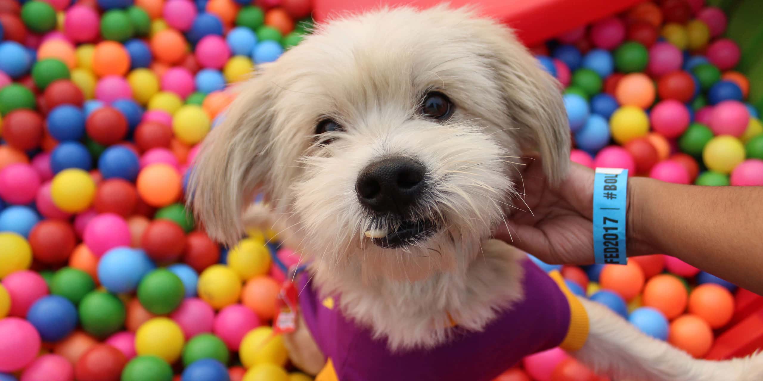 Pet Fed Delhi 2018 thumb 3