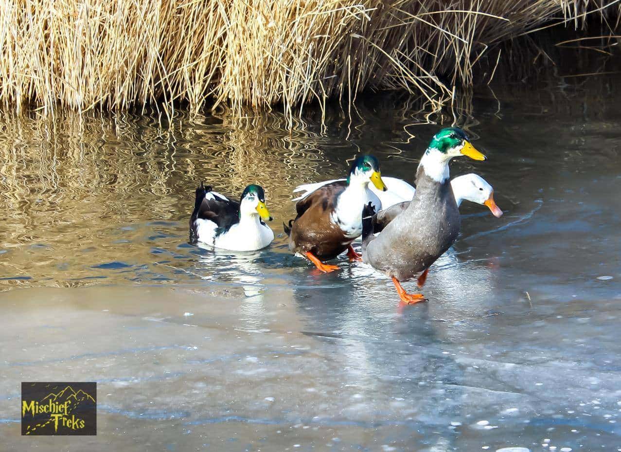 Chadar Trek - The frozen Zanskar River | Mischief Treks thumb 3