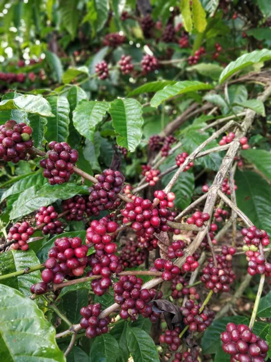 Three Day Chikmagalur Trip With Bandaje Falls Trek thumb 2