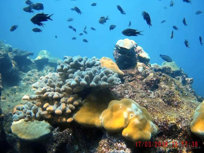 Scuba Diving at Netrani Island & Banavasi Tour thumb 2