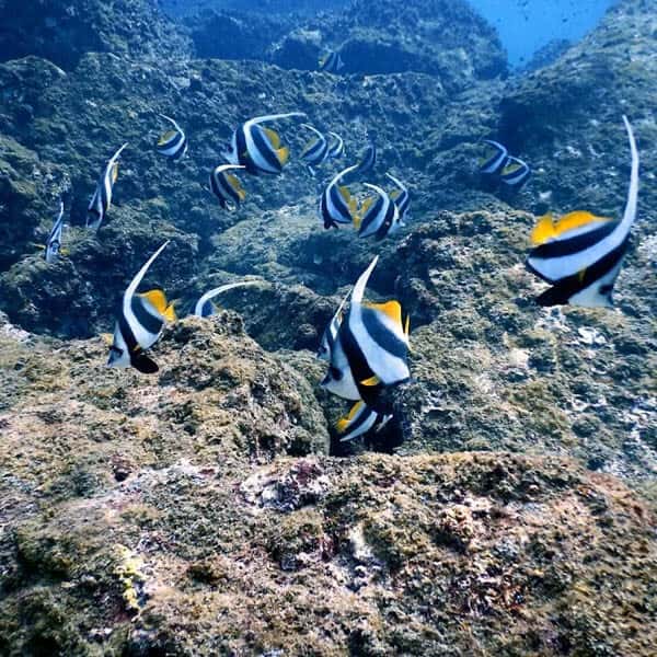 Scuba Diving at Netrani Island & Banavasi Tour thumb 4