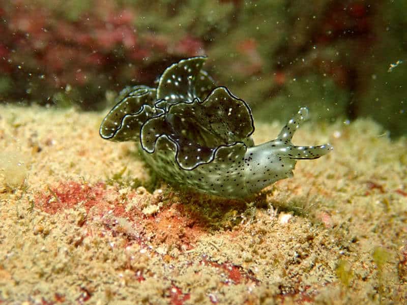 Scuba Diving at Netrani Island & Banavasi Tour thumb 3