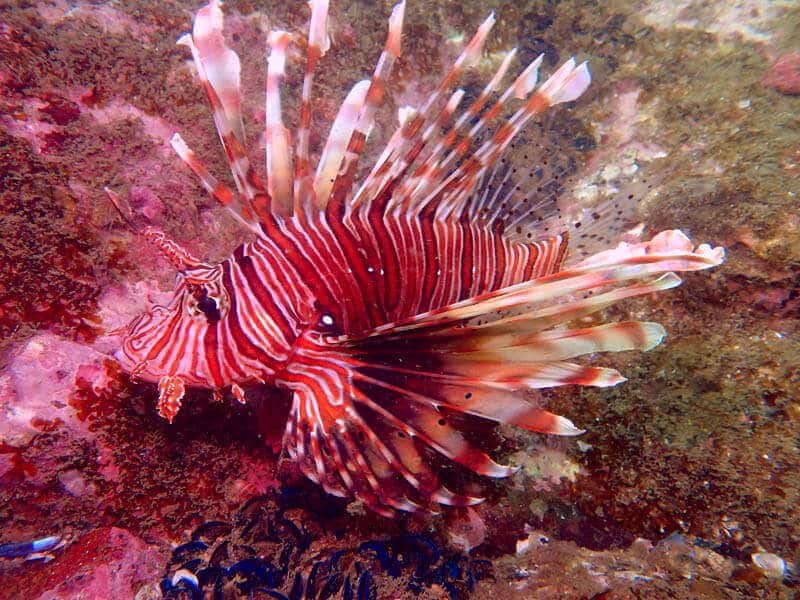 Scuba Diving at Netrani Island & Banavasi Tour | Plan The Unplanned - May thumb 3