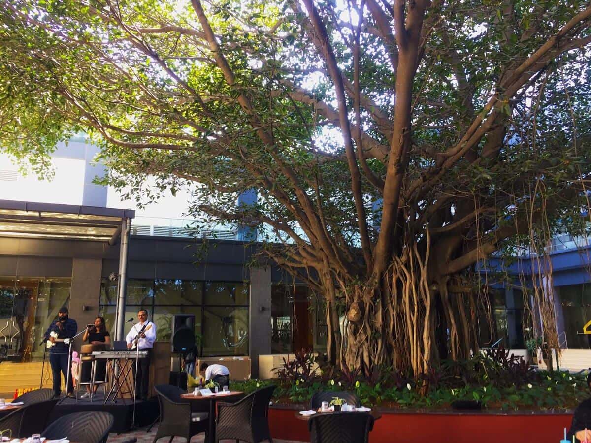 TAJ's Biggest Carnival 2020 - WishTree New Year's Eve  thumb 2