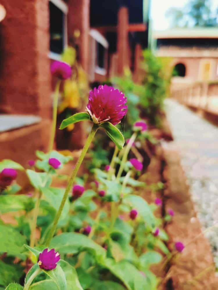 New Years In Gokarna thumb 3