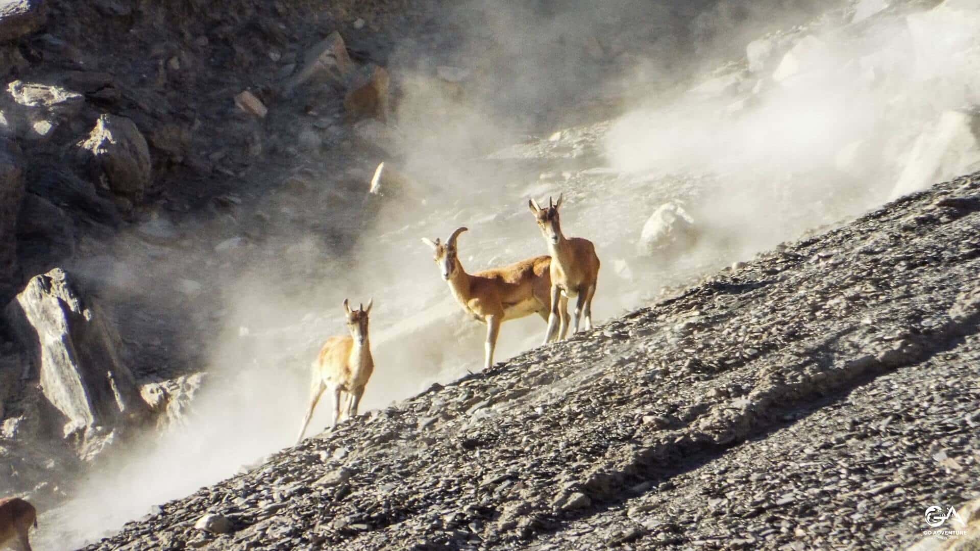 8 Day Bike Trip To Leh Ladakh (Manali to Manali) | Go Adventure thumb 4