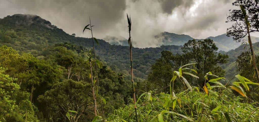 Wayanad Night Trek & Camping | Plan The Unplanned thumb 2