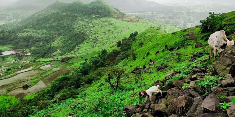 Monsoon trek - Shahaji's fort | Mischief Trek -July thumb 3