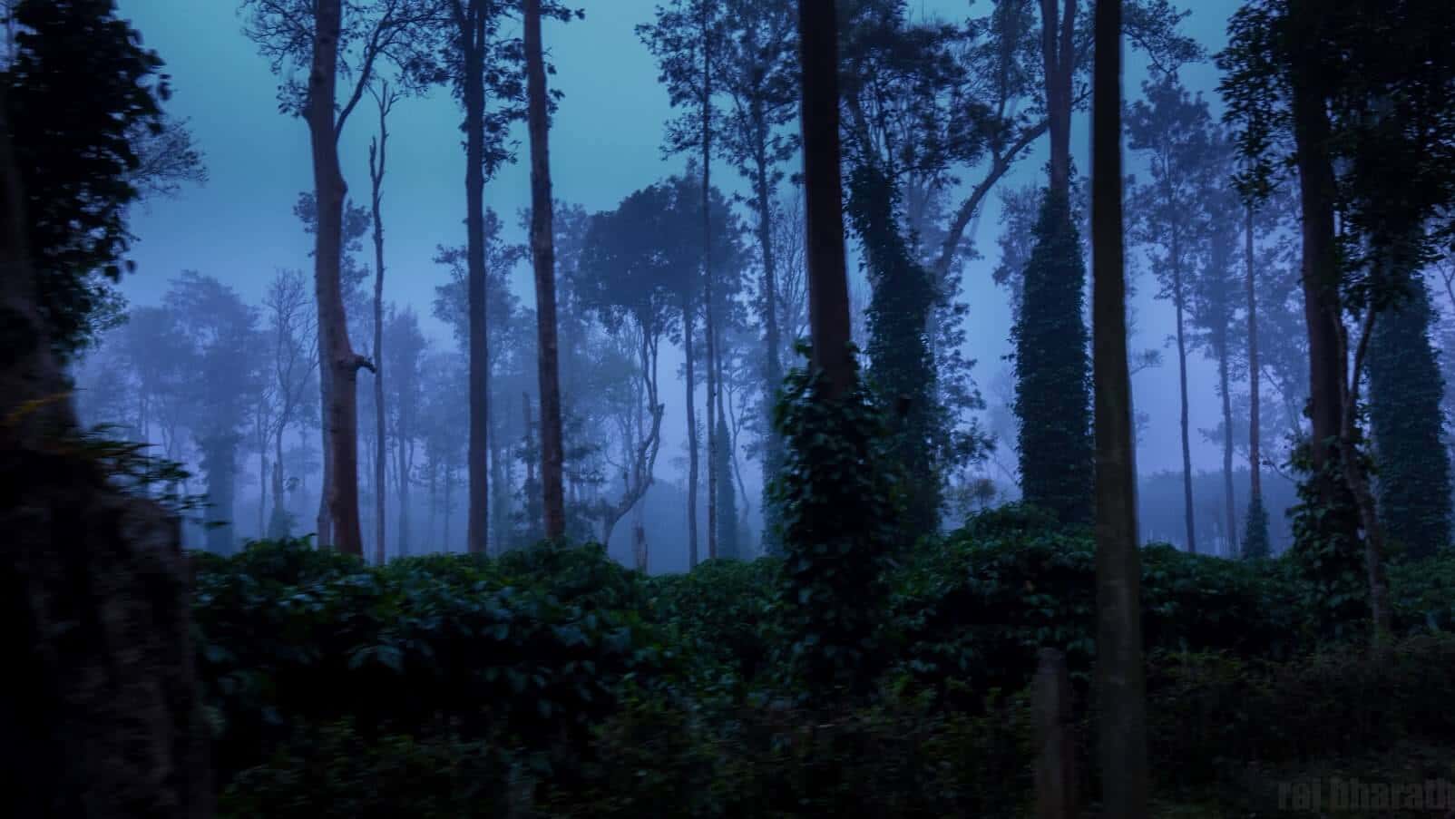 Monsoon Special - The Agumbe Rainforest Camping | Muddie Trails thumb 2