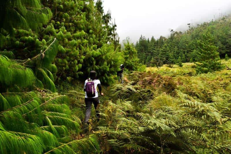Meesapulimala Trek & Forest Camping | Nature Walkers thumb 2