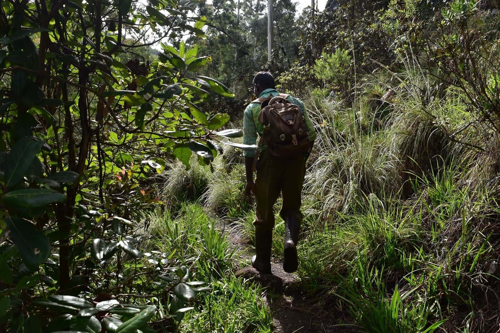 Meesapulimala Trek & Forest Camping | Nature Walkers thumb 4