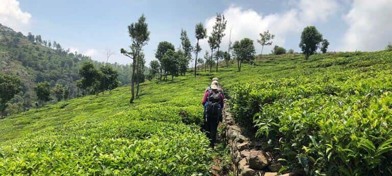 Kotagiri Trek - Camp Amidst The Nilgiri Hills | Plan The Unplanned - April thumb 4