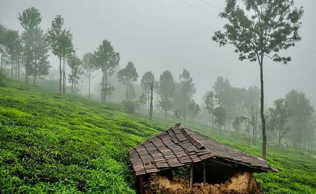 Kotagiri Trek - Camp Amidst The Nilgiri Hills | Plan The Unplanned - April thumb 3