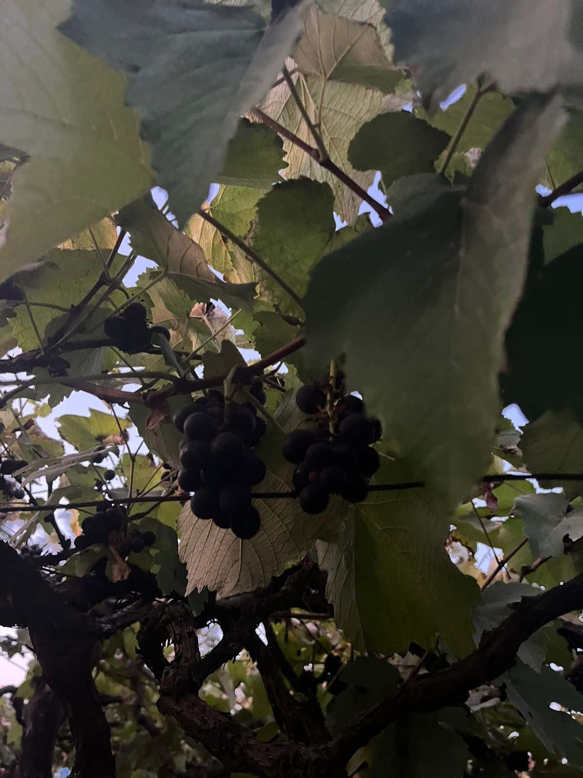 Christmas Movie Under The Stars thumb 3