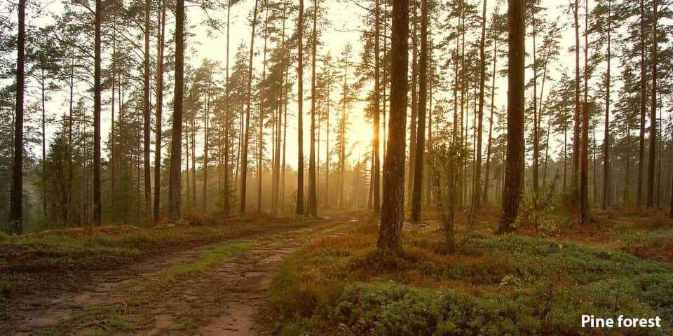 Kodaikanal Village Tour (One Day Package) thumb 4