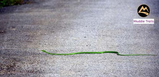 The Agumbe Rainforest Experience | Muddie Trails	 thumb 3