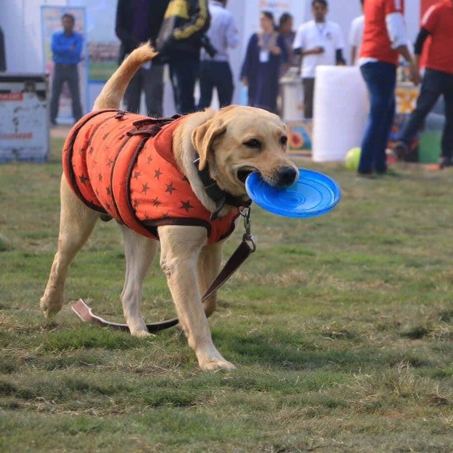 Pet Fed Bengaluru 2019 thumb 2