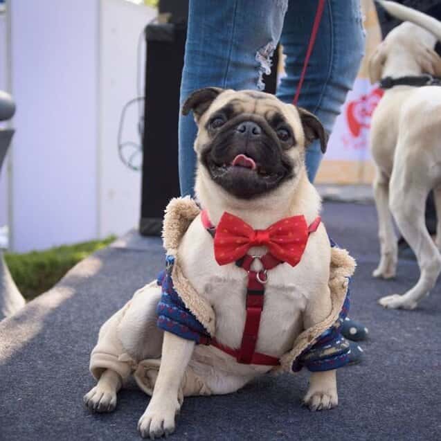 Pet Fed Bengaluru 2019 thumb 3