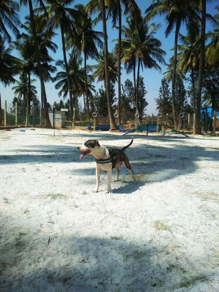 Doggie's Day Out thumb 3