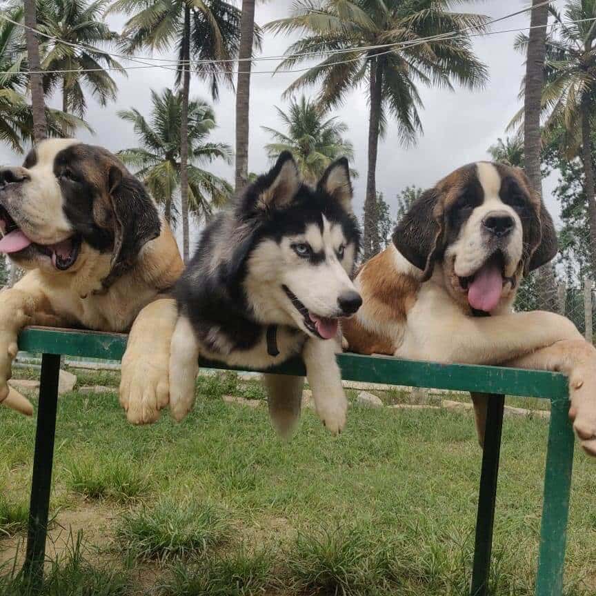 Doggie's Day Out thumb 4