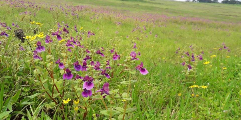 Kaas Plateau Tour ( Trek India)