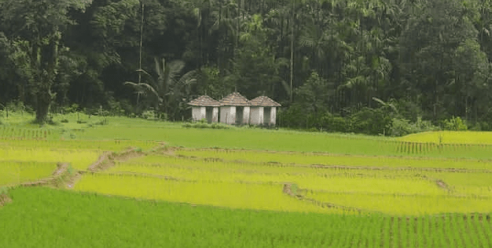 Kodachadri Trek - Beautiful Rainforests And Waterfalls