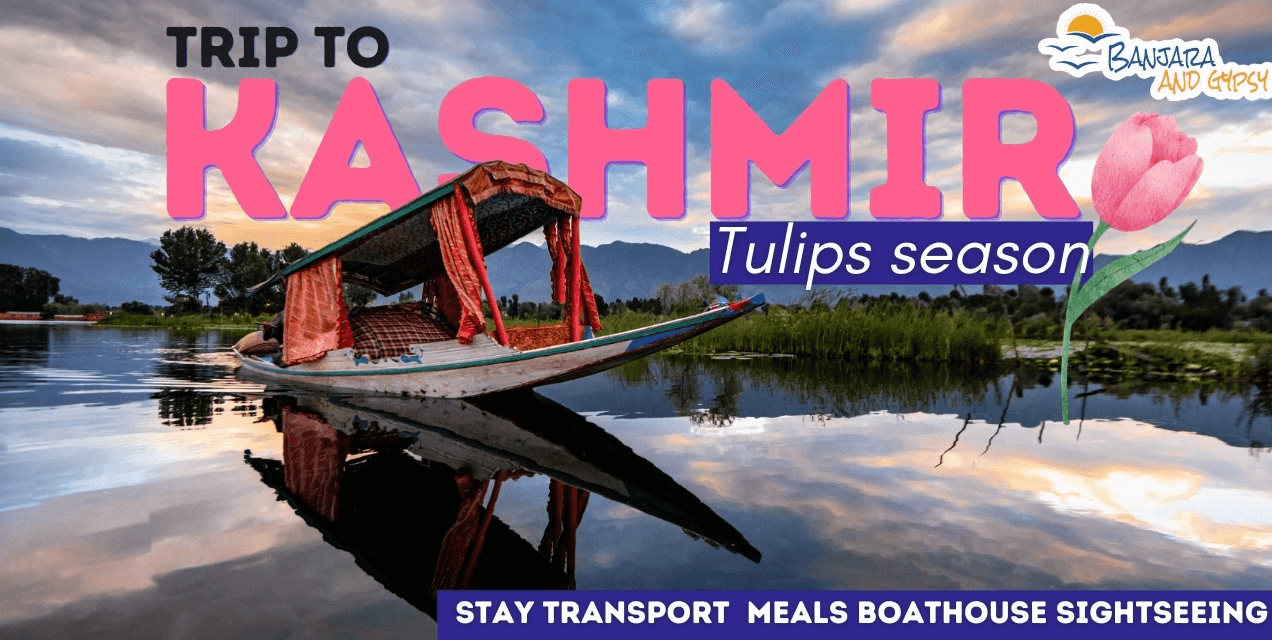 Kashmir – Tulips Season 