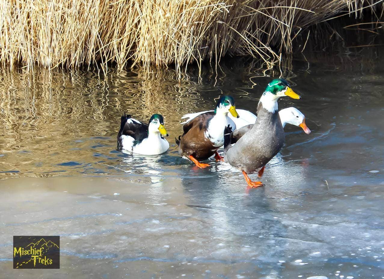 Chadar Trek - The frozen Zanskar River | Mischief Treks thumb 3