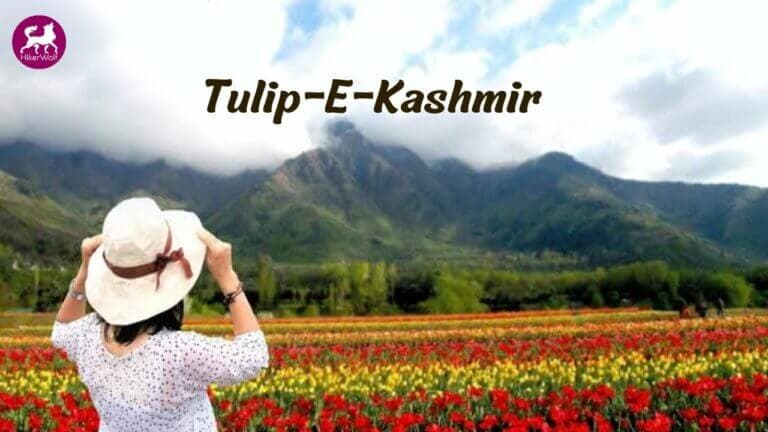 Tulip - E - Kashmir