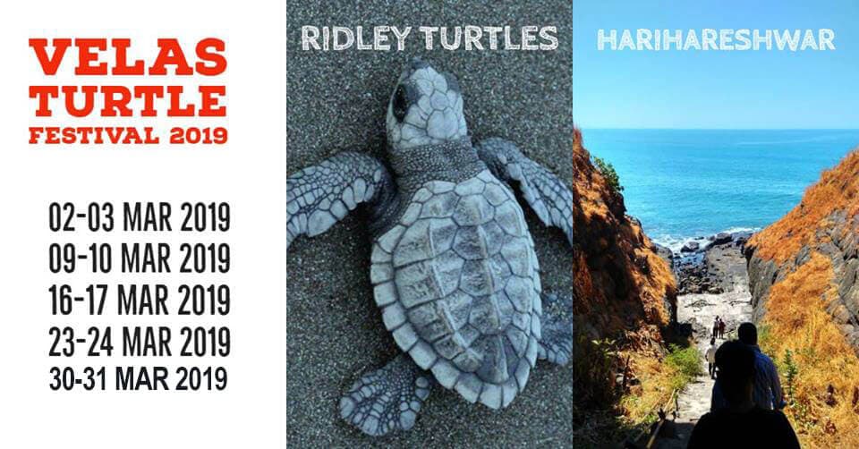 Velas Turtle Festival - AC Bus