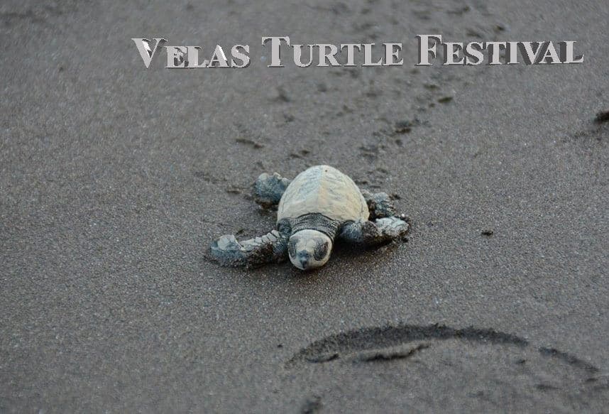Velas Turtle Festival