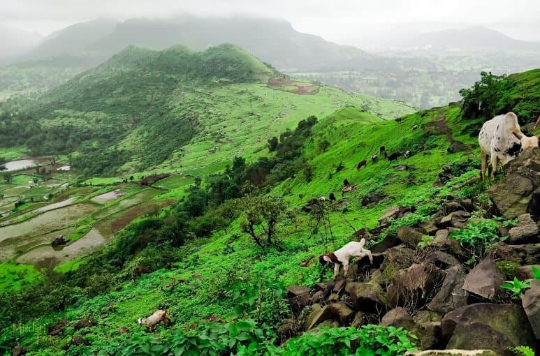 Monsoon trek - Shahaji's fort | Mischief Trek -July