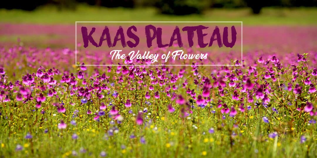 Kaas Plateau - The Valley of Flowers | Mischief Treks