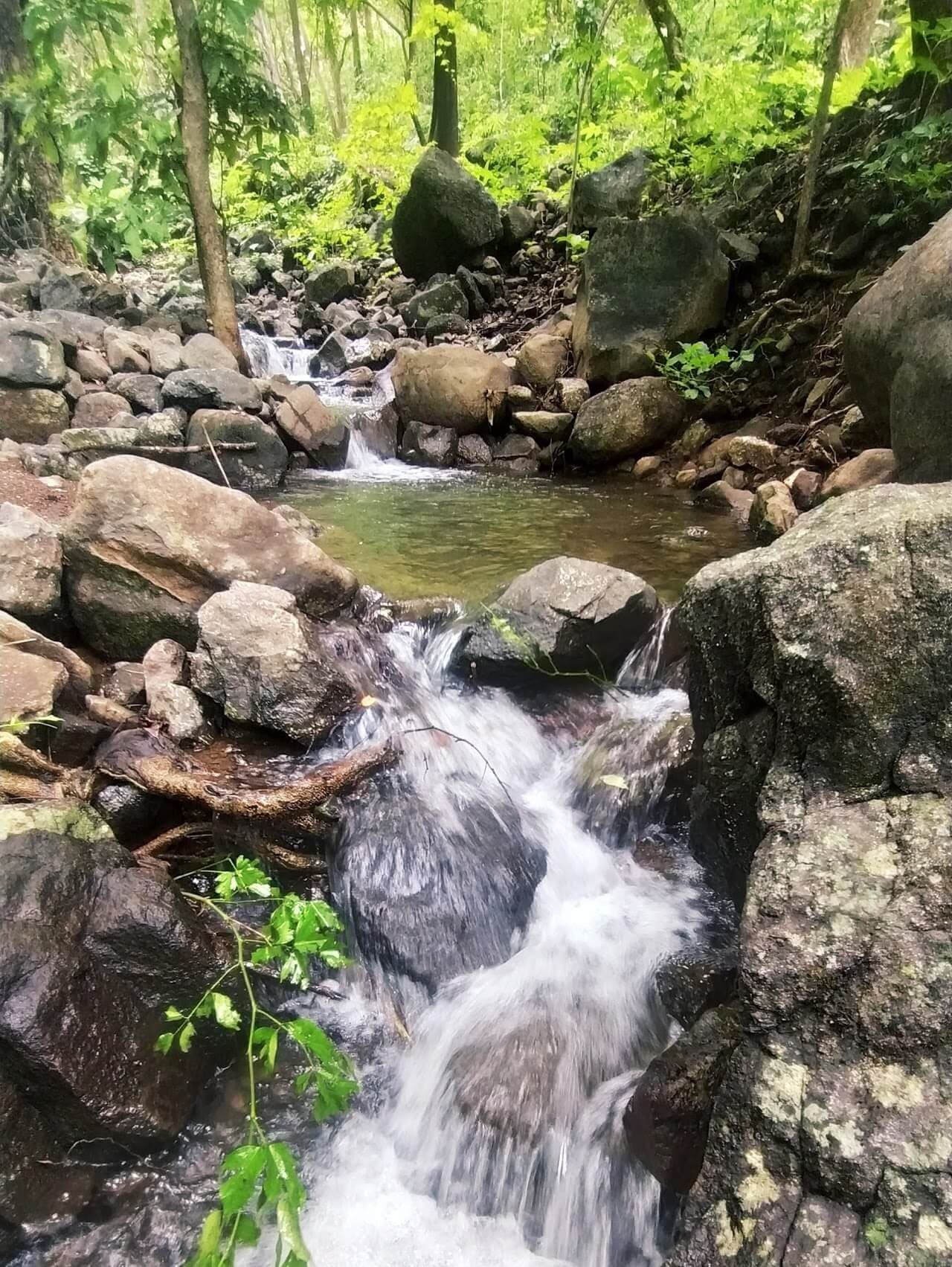 Forest Waterfall Trail