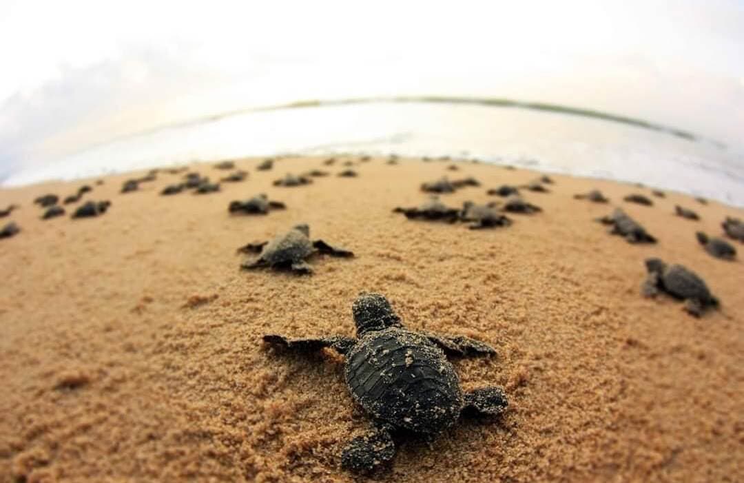 Velas Turtle Festival