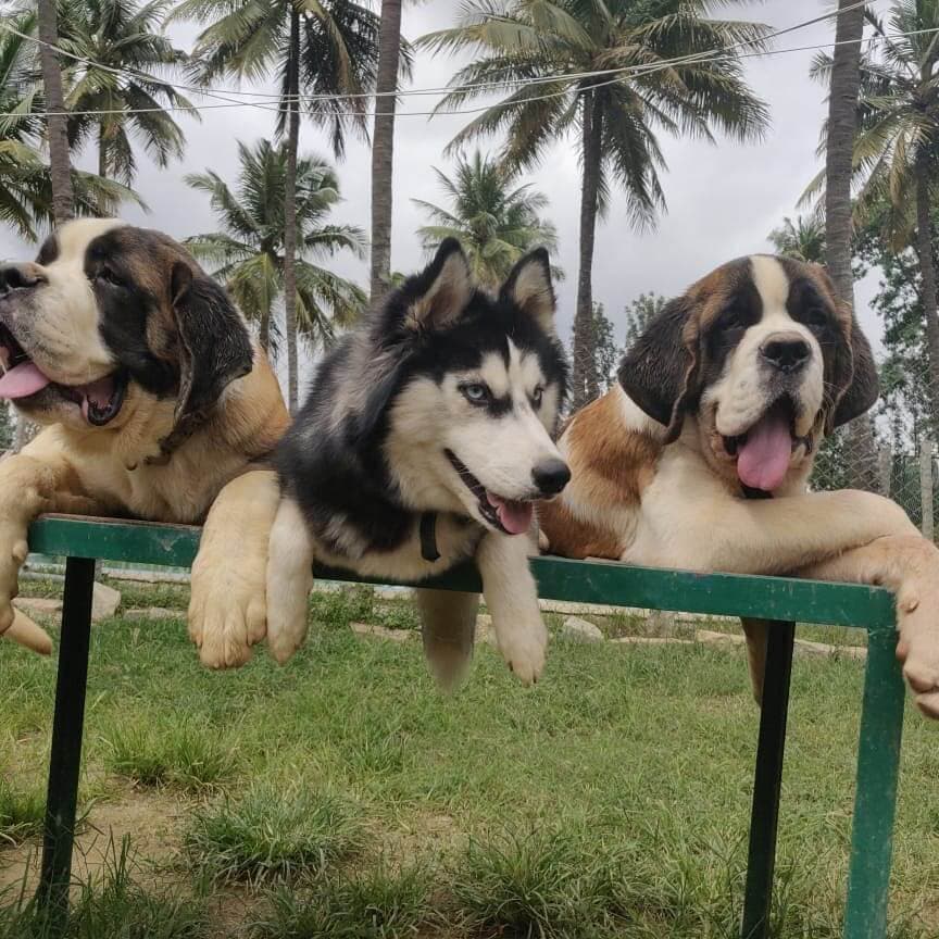 Venue: Wag-Ville Dog Boarding, Training, Dog And Cat Grooming