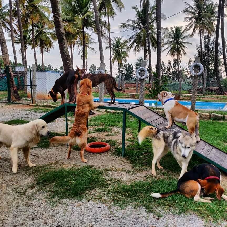 Venue: Wag-Ville Dog Boarding, Training, Dog And Cat Grooming