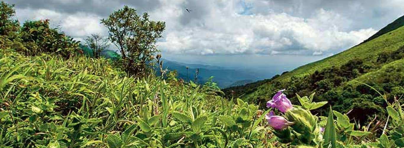 Venue: Madikeri - Bhagamandala Road