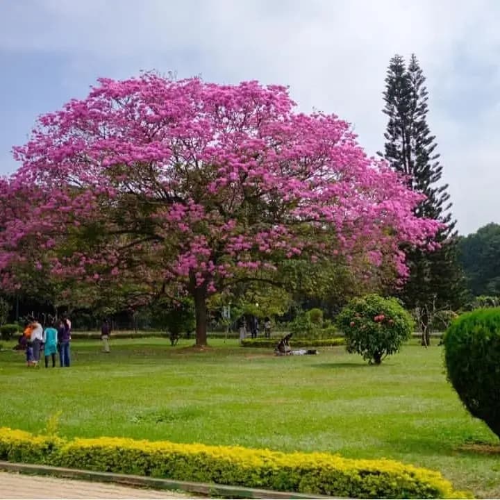 Cubbon Park